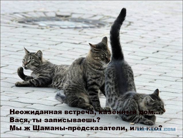 Подпиши фото!