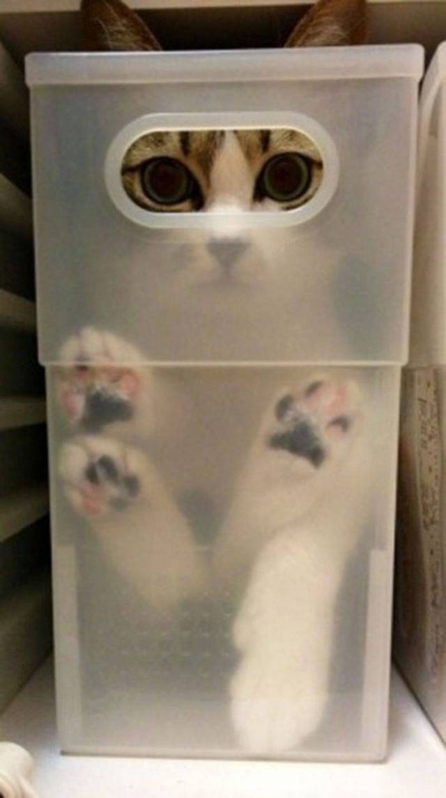 Котовторник. Тара - наше всё!