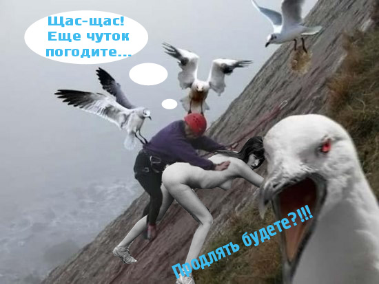Чайку Ебануть