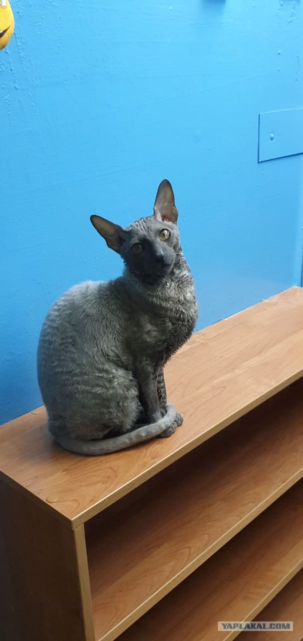 Экзотический кот