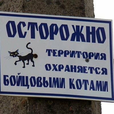 Кот, который был воспитан собаками