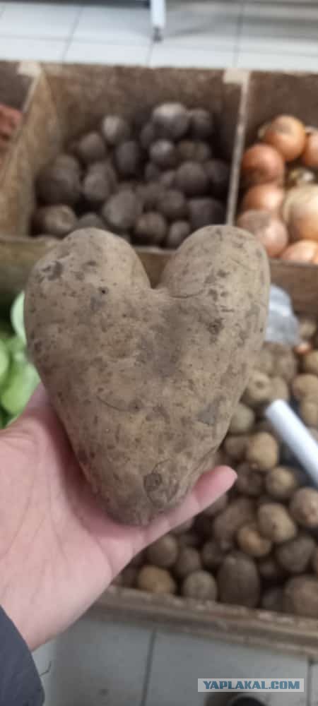 Картошка с любовью...