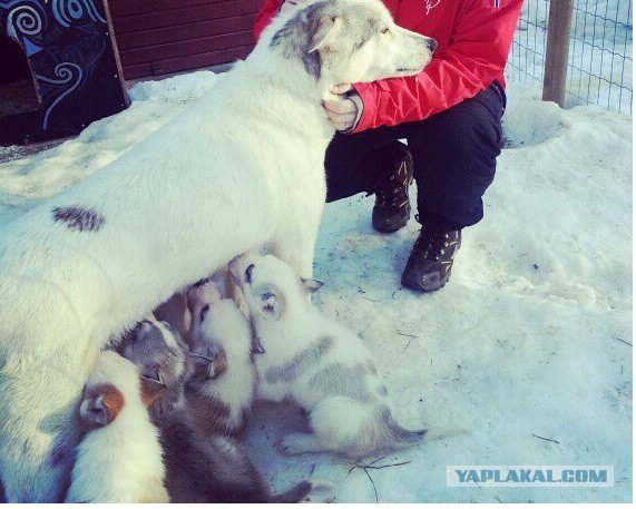 Щенок хаски