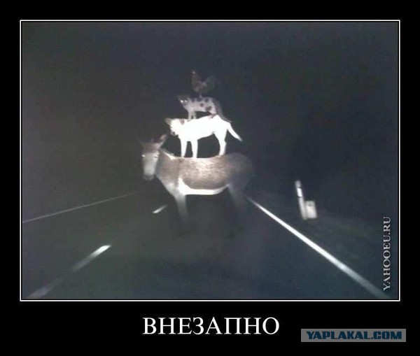 В Москве скончалась Валерия Новодворская, Допротестовалась =)