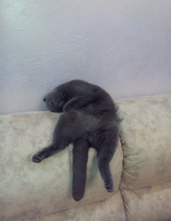 Котовторнику посвящается.