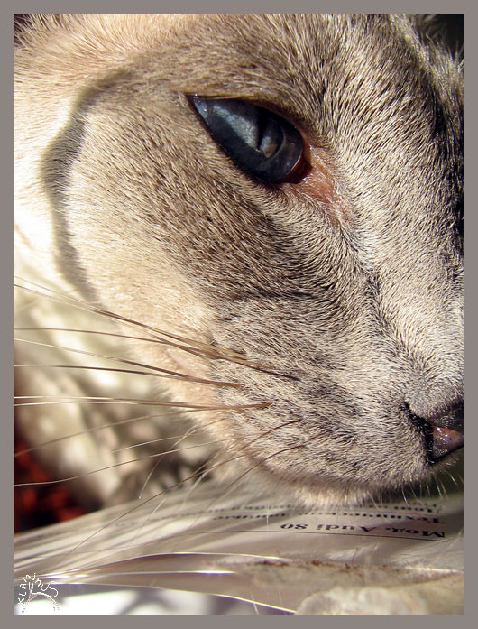 Коты, кошки, котята