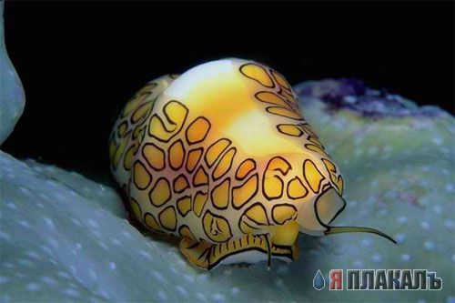 Обитатели морей, рек и океанов