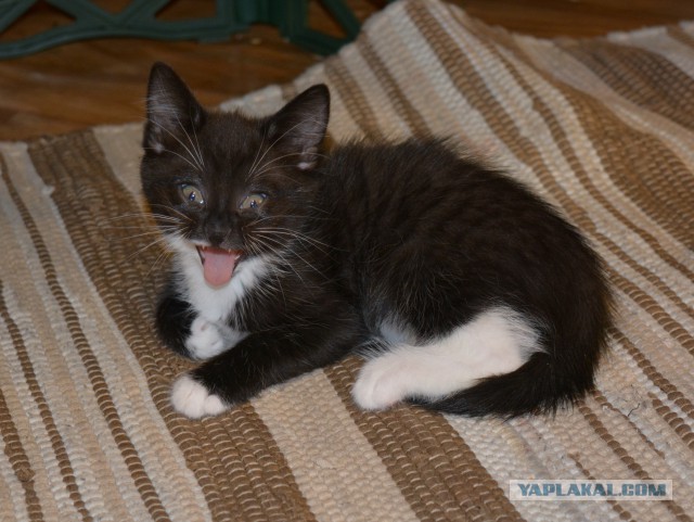 Отдаем котят