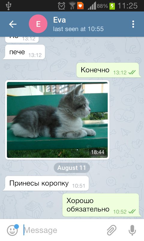 Котовторник  15.08.2017