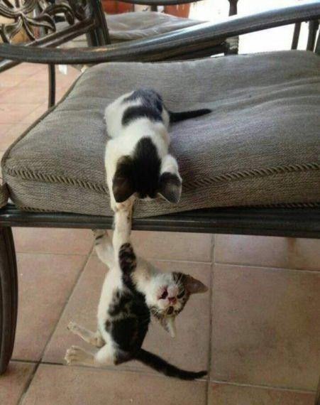 Коты и Кошки
