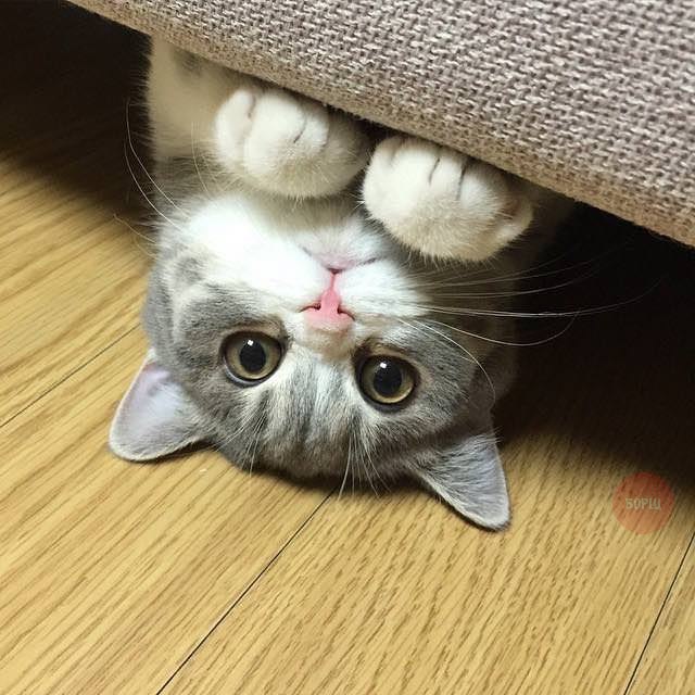 Коты и Кошки