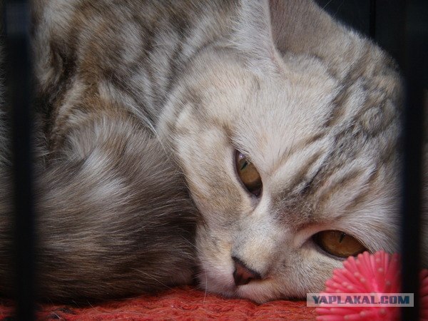 Котовторник 25.01.2011