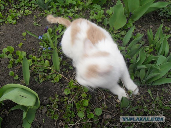 Котовторник 10.04.2012