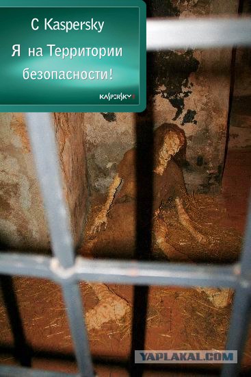 За фотожабу в Швейцарию