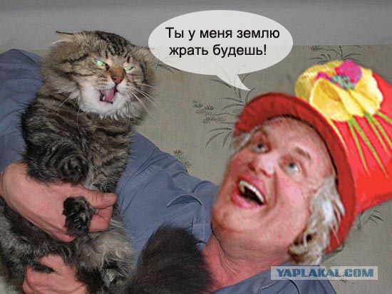 Злой кот