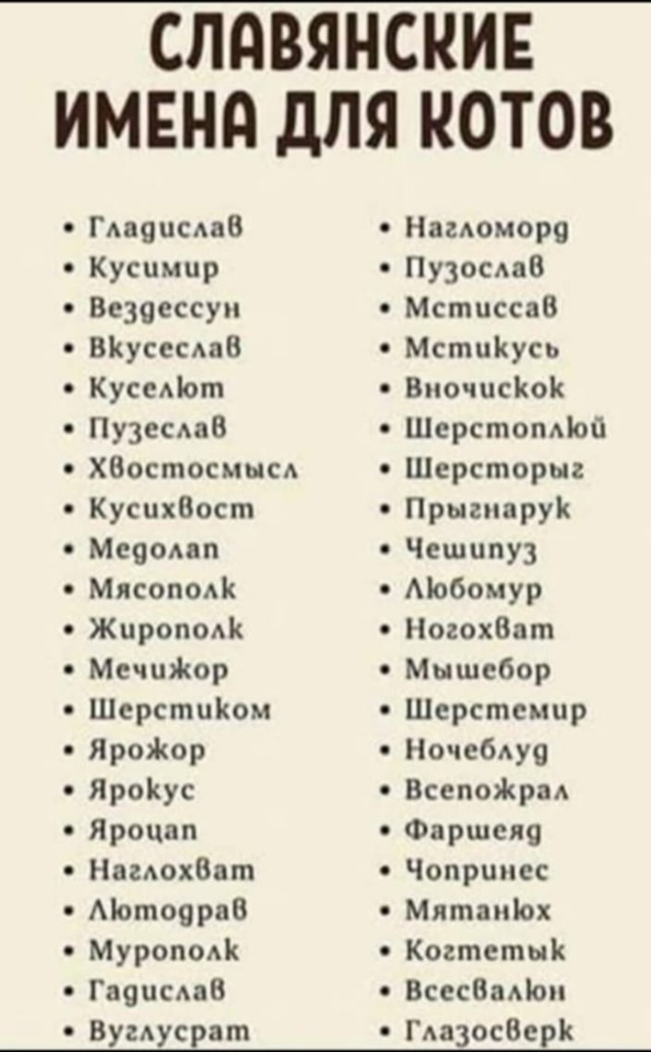 Кот во вторник