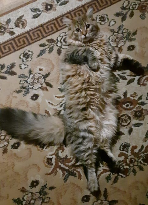 Доброе утро, ЯП