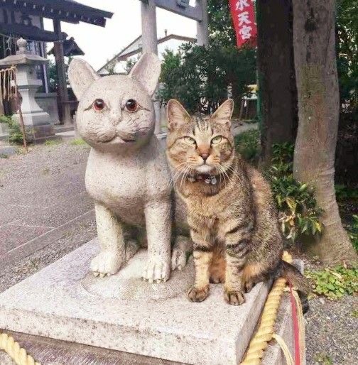 Кошки на развалинах города Помпеи