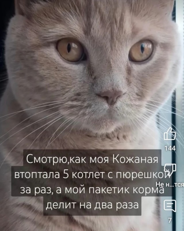 К котовторнику: подборка картинок-баянов с котиками и про котиков. Выпуск 17