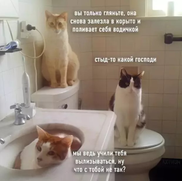 Картиночки, баянчики 18 июня