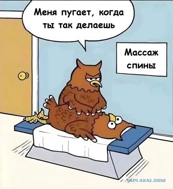 Сова тащится