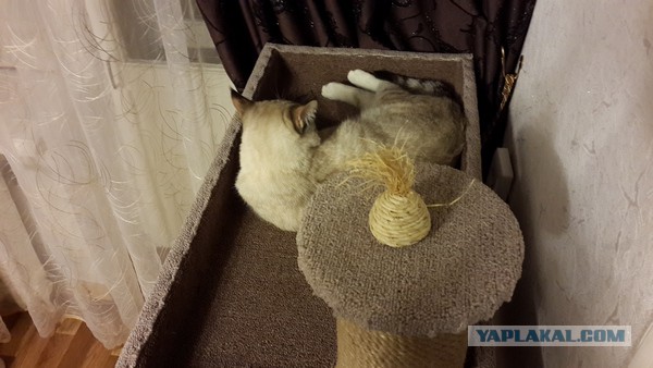 КОТтедж за 7 минут
