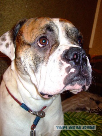 Как собаки встречают и провожают хозяев