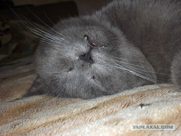 Котовторник 04.03.2014