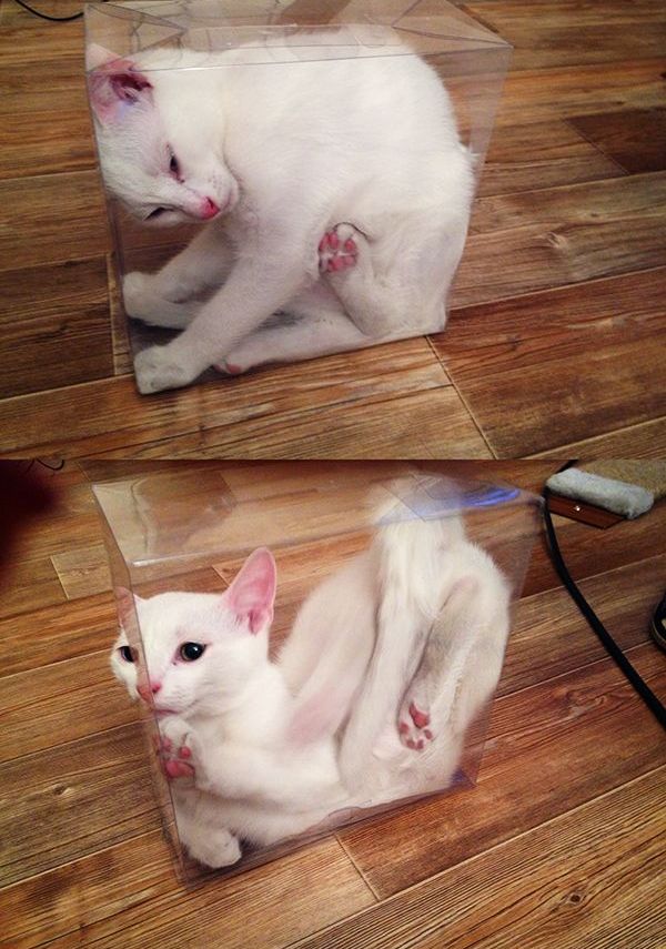 Кошачья йога: все прозрачно!