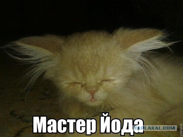 Забавные картинки из Сети