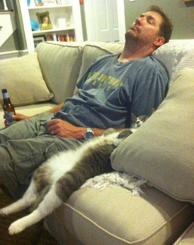 Кот сам знает, как ему удобно