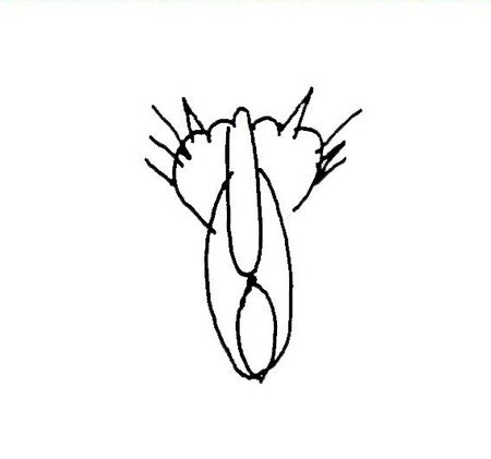 Гонимый клитор