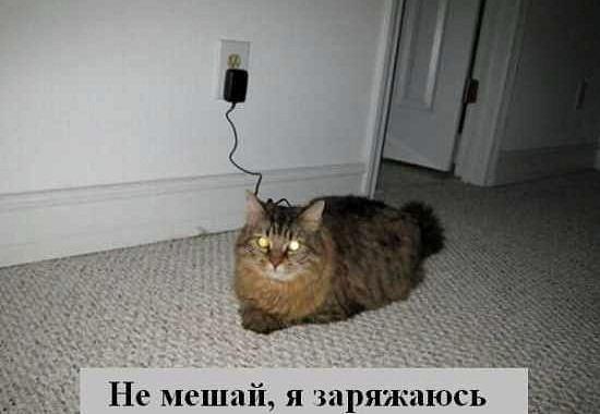 Коты и Кошки