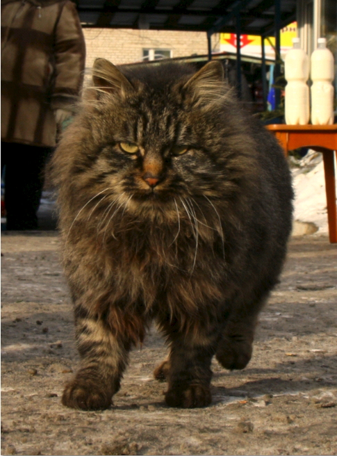 Коты и Кошки