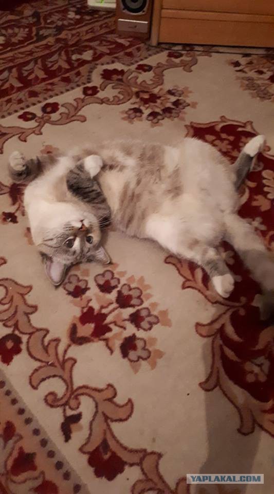 Котовторник 28.11.2017