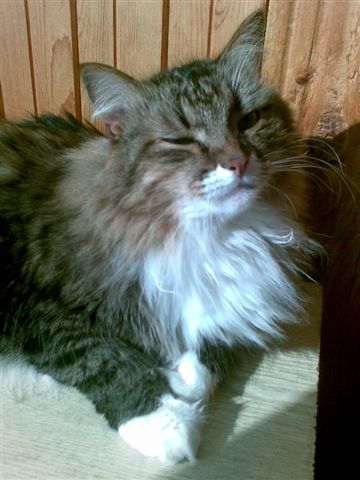 Котомет на вторник (02.04.08)