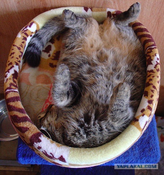 Котовторник 22.11.11