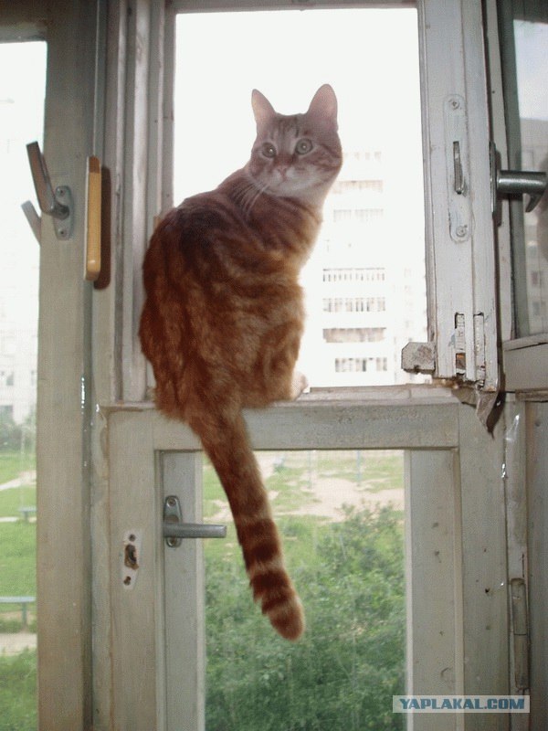 Котовторник 22.05.2012