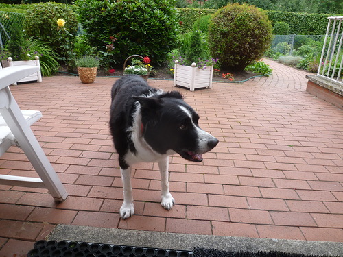 Собакочетверг 12.07.2012