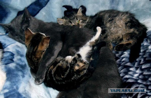 Кошка из Манитобы усыновила трех щенят