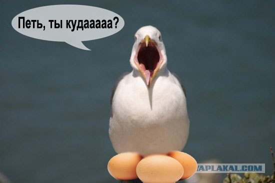 Чайка из Алькатраца
