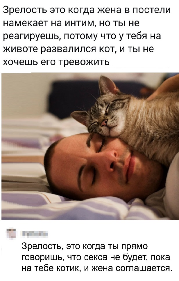Картинки с котами и про котов