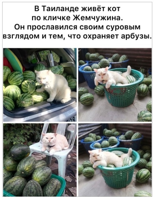 Весёлый полтишок 23.07