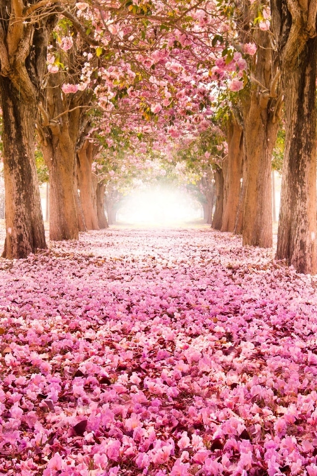 Упоротый Джа-дзен-пост