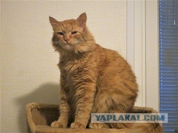 Котательная сводка за пять минут