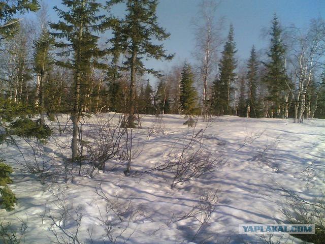 Просто природа, северная
