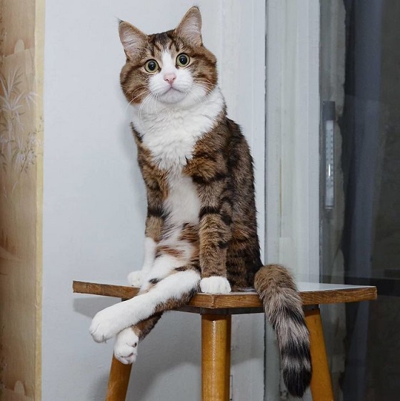 Котопоза