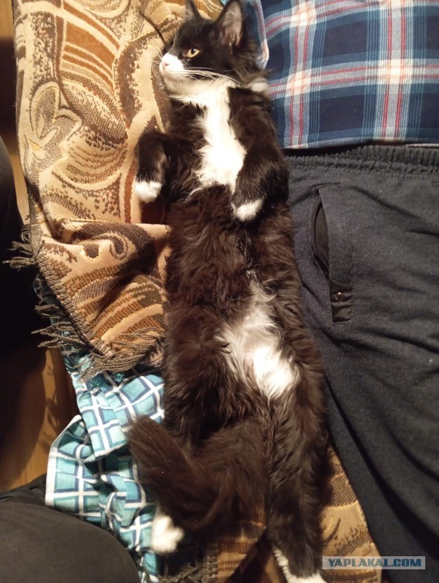 Котейка на укотовление