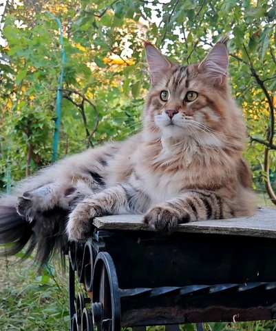 Котовторник сегодня