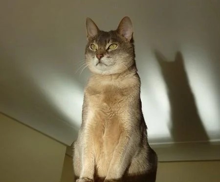 Котеек необычных псто
